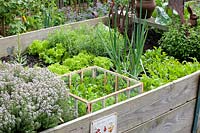 Raised bed with rocket, onions, lettuce, thyme, cress, Eruca sativa, Allium cepa, Lactuca sativa, Thymus, Lepidium sativum 