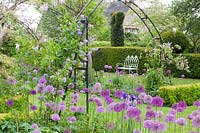 Seating area in the garden with climbing plants and ornamental onions, Solanum crispum Glasnevin, Allium giganteum, Allium Purple Sensation 