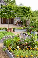 Vegetable garden with tree hedge, Carpinus betulus, Beta vulgaris, Allium schoenoprasum, Tagetes, Solanum tuberosum, Daucus carota 