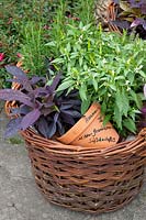 Herbs and vegetables in a basket, Ipomea batatas, Capsicum annuum, Rosmarinus 