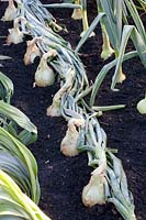 Onion, Allium cepa Exhibition 