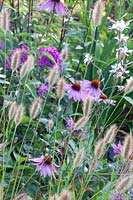 Echinacea purpurea,Gaura lindheimeri Whirling Butterflies, Pennisetum Red Buttons 