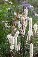 Seed head and flowers of the black cohosh, Cimicifuga simplex Brunette 