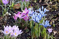 Iris reticulata Alida, Crocus tommasinianus, Crocus tommasinianus Roseus 