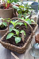 Growing peppers, Capsicum annuum Milena F1 