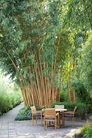 Seating in front of bamboo, Phyllostachys vivax Aureocaulis 