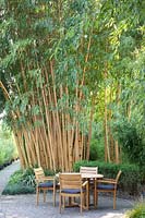 Seating in front of bamboo, Phyllostachys vivax Aureocaulis 