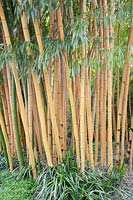 Bamboo, Phyllostachys vivax Aureocaulis 