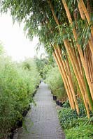 Bamboo nursery Phyllostachys vivax Aureocaulis 