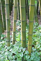 Bamboo, Phyllostachys parvifolia, Lamium galeobdolon 