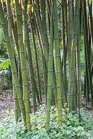 Bamboo, Phyllostachys parvifolia, Lamium galeobdolon 