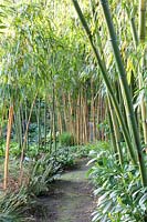 Bamboo, Phyllostachys vivax Huanwenzhu, Phyllostachys aureosulcata Spectabilis 