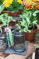 Growing peas in jars, Pisum sativum 