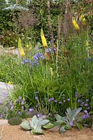 Gravel garden with Verbascum bombyciferum, Scabiosa columbaria Butterly Blue, Foeniculum vulgare, Eremurus Moneymaker, Thymus 