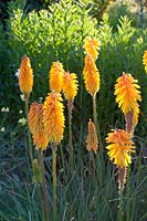 Poartrait torch lily, Kniphofia Drummore Apricot 