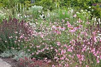 Origanum laevigatum Rose Dome, Echinacea purpurea, Gaura lindheimeri Siskiyou Pink, Acaena microphylla Copper Carpet 