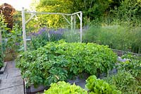 Vegetable garden with potatoes and lettuce, Solanum tuberosum, Lactuca sativa 