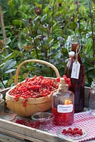 Currants with currant vinegar and currant juice, Ribes rubrum 
