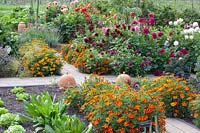 Kitchen garden, Dahlia, Tagetes patula Favorite Red, Cichorium, Lactuca sativa 
