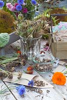 Collecting Stillife seeds, Calendula officinalis, Nigella orientalis, Centaurea cyanus 