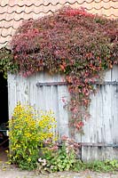 Virginia creeper on barn, Parthenocissus quinquefolia 