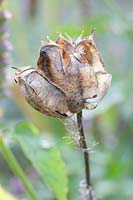 Seed head of maidenhair tree, Nigella damascena 