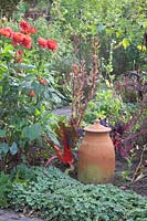 Vegetable garden in autumn, Dahlia, Beta vulgaris, Alchemilla erythrodpoda 