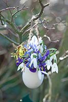 Hanging egg vase with winter bloomers, Galanthus, Iris reticulata Alida, Iris reticulata Harmony, Hamamelis intermedia Arnold Promise 