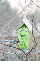 Tetrapack as bird feeder with blue tit 