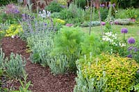 Country Garden, Erysimum Bowles Mauve, Allium Globemaster, Foeniculum vulgare, Lychnis coronaria, Nepeta 