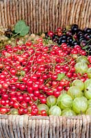 Berries in basket, Ribes rubrum, Ribes uva-crispa 