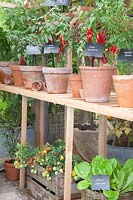 Chilies in pots 