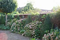 Hydrangeas and boxwood cones in front of a wall 
