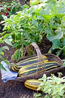 Harvested zucchini in a basket and peppers in the background, Cucurbita pepo Cocozelle di Tripolis, Capsicum annuum 