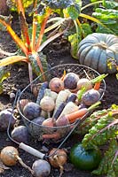 Harvest basket with root vegetables, parsnips, carrots, beetroot and turnip 