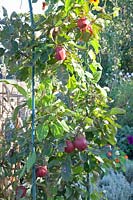 Apple espalier on arch, Malus domestica Redlane 