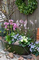 Moss-padded basket with spring perennials, Primula Belarina Vanilla, Myosotis Myomark, Tiarella Spring Symphony, Bergenia Rosenkristall 