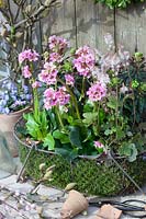 Moss-padded basket with spring perennials, Euphorbia amygdaloides, Tiarella Spring Symphony, Bergenia Rosenkristall 