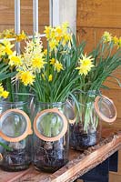 Narcissus Rip van Winkle planted in mason jars 