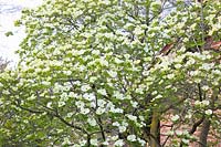 Flowering dogwood, Cornus nuttalii Eddie's White Wonder 