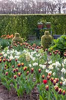 Rural garden in spring, Buxus, Narcissus Geranium, Tulipa Gavota 