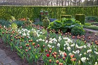 Rural garden in spring, Buxus, Narcissus Geranium, Tulipa Gavota, Rheum rhabarbarum 