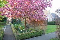 Front garden with ornamental apple, Malus Rudolph 