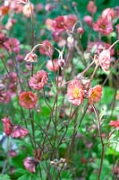 Avens, Geum rivale Flames of Passion 