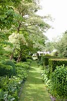 Path lined with trees in the garden, Cornus controversa Variegata 