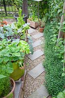 Path in the vegetable garden, Teucrium lucidrys 
