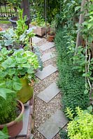 Path in the small vegetable garden, Teucrium lucidrys 