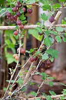 Portrait Gooseberries, Ribes uva-crispa Hinonmaki Red 