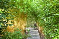 Bamboo grove, Phyllostachys 