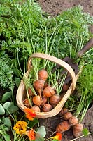 Carrots in a basket, Daucus carota Paris market 